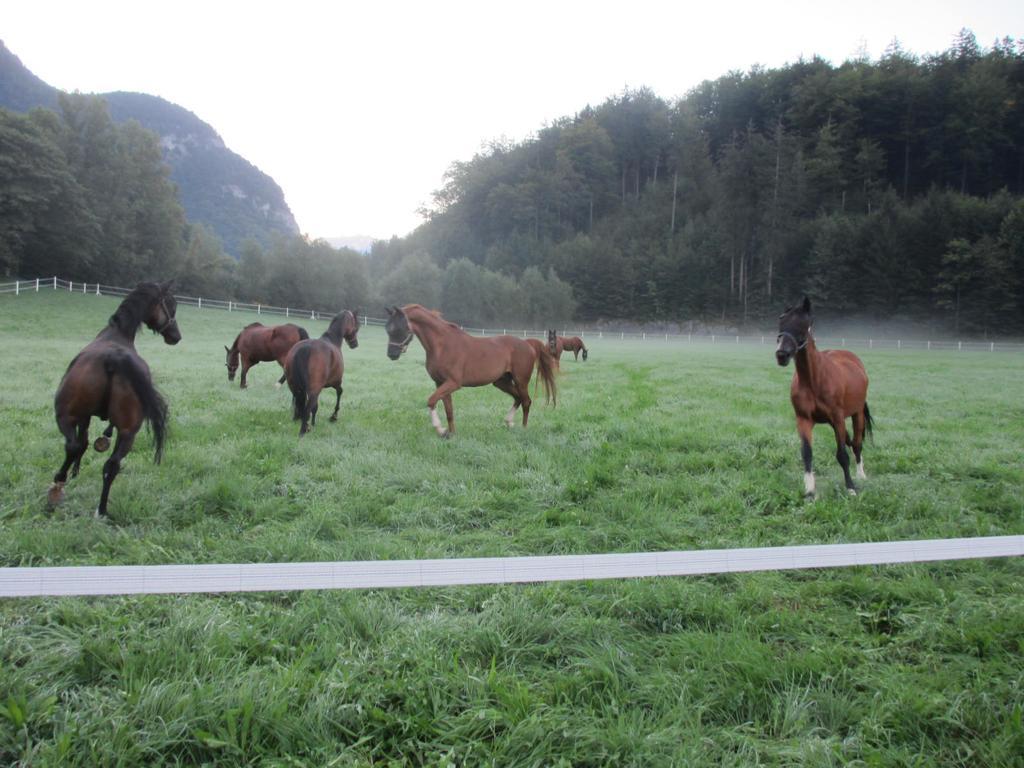 Eichhof Brienzwiler Berner Oberland Villa Exteriör bild