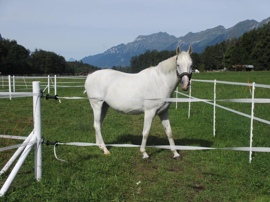 Eichhof Brienzwiler Berner Oberland Villa Exteriör bild
